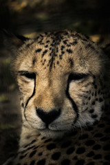 Closeup of a cheetah