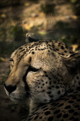 Naklejka premium Closeup of a cheetah