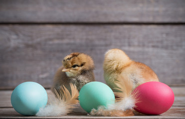 chicken with Easter eggs on wooden background