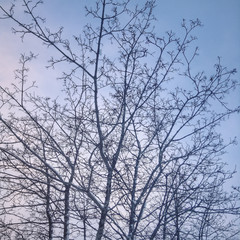 Branches against evening sky