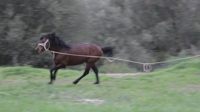 Stallion at a leash attached to a tree in Greece, Crete