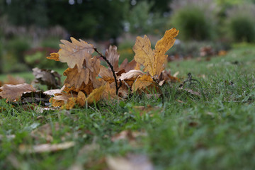 heruntergefallene blätter im Herbst