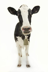 Jersey Cow on white backdrop