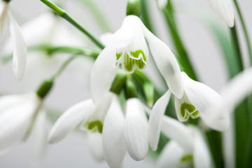 White lily of the valley in bouquet