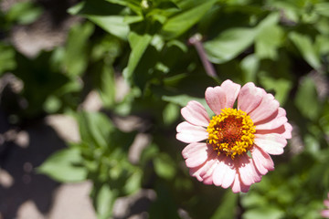 Obraz premium Flower