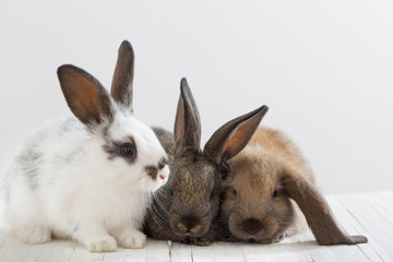 bunny rabbits on white background