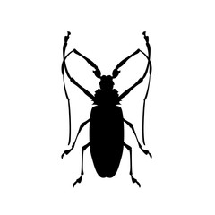 pruner beetle vector illustration  black silhouette