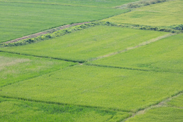 Fototapeta na wymiar Green field view from above