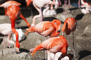 Fototapeta premium Flamingo