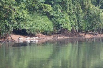 Fototapeta na wymiar Kwai river bank with white geese