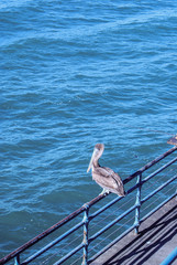 Pelicano en la barandilla