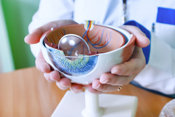 Ophthalmology oculus sample closeup. Ophthalmology, eye model close-up. The ophthalmologist is holding a model of the eye.