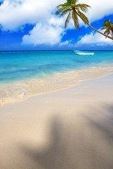 Fototapeta na wymiar Tropical beach with palms and Caribbean sea .