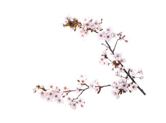 Cherry blossom branch, isolated on white background