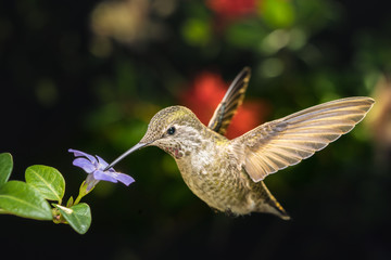 Female hummingbird and a small blue flower left angled view