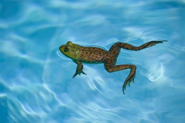 Green Frog in pool