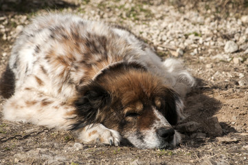 Mountain shepherd guardian dog resting in rural village garden