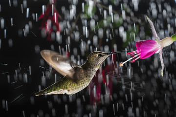 Hummingbird hovering in rain with splash