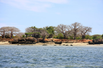 Kenyan marine life