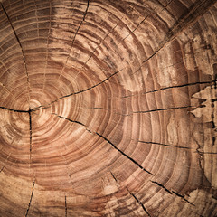 tump of oak tree felled - section of the trunk with annual rings.