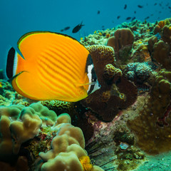 Butterflyfish
