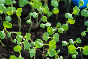 Seedlings in the spring on the pot, Arugula  young plant raised from seed. rocket salad 