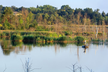 Evening summer lake landscape.