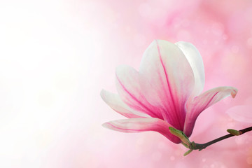 Fototapeta premium Magnolia flowers spring blossom background 