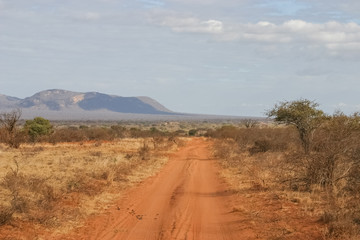 Savana road