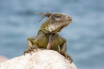 Großer Leguan auf Fels am Meer
