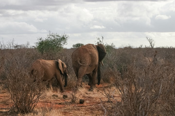 Fototapeta premium Elephant