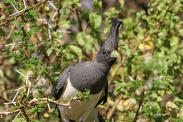 African bird