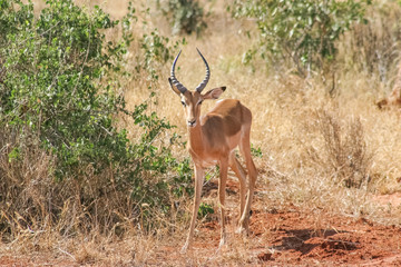 Gazelle