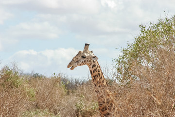 Giraffe