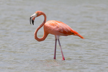 Flamingo im See