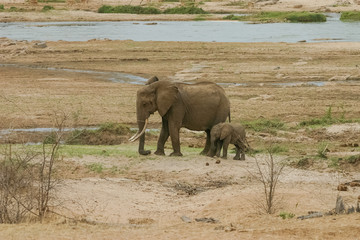Fototapeta premium Elephants