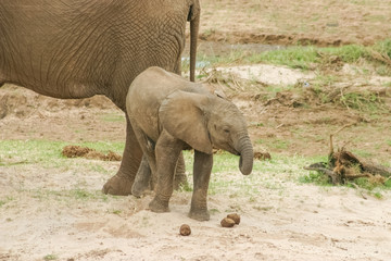 Naklejka premium Elephants
