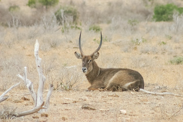 Antelope
