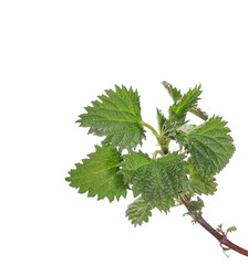 Stinging nettle, isolated on white background
