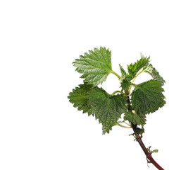 Stinging nettle, isolated on white background
