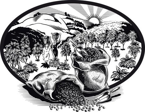 oval frame with bags of coffee and plantation.