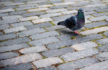 Pigeon on cobble stones