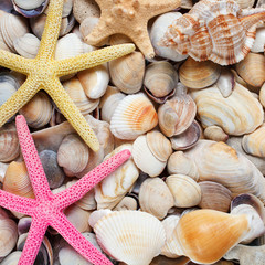 sea shells background.Starfish