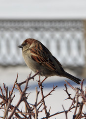 Male House Sparrow perched on a branch. Spring, March. 