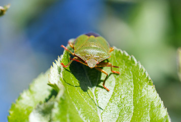 green beetle on a cherry leaf