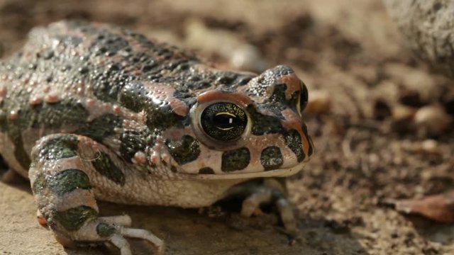 European green toad on the island of Crete, Greece