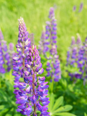 Purple lupin field with solar, Violet flowers and green field at summer day. Violet lupines with solar. Purple flowers background
