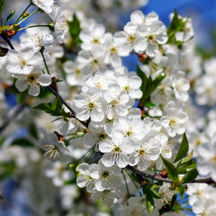 white flowers blooming on branch