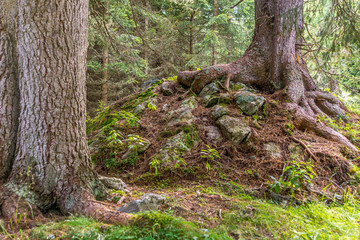 Wurzeln von Zirbenbäumen überwuchen den Waldboden