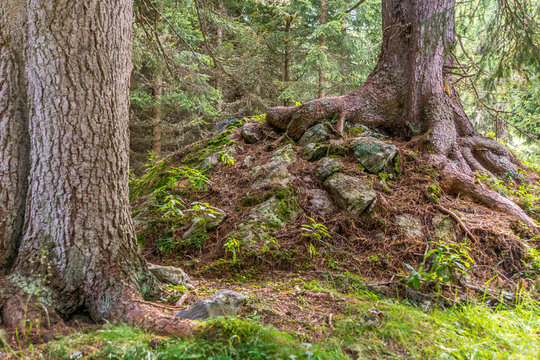 Wurzeln von Zirbenb&auml;umen &uuml;berwuchen den Waldboden